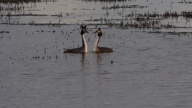 Чомги исполняют синхронный брачный танец смотреть онлайн
