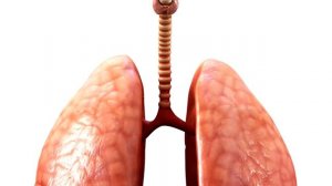 Внутренние органы человека