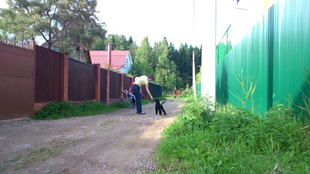 Королевский пудель кобель черный ошейник