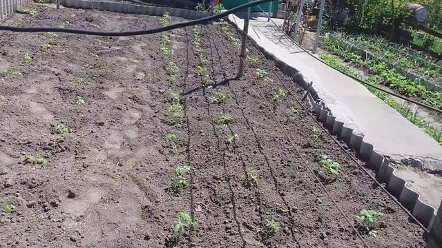 НАШЕСТВИЕ БЕЛОК !!!))) ... ЧТО С НИМИ ДЕЛАТЬ И КАК БОРОТЬСЯ ? ... 10-Й  ВИЗИТ НА ЛЮБИМУЮ ДАЧУ