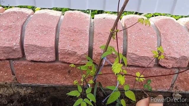 Мои клумбы смотреть онлайн