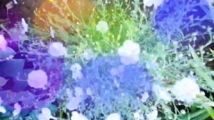 Лён-многолетник.Неприхотливые садовые цветы.Посадка и уход.