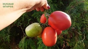 Томат СТОЛЫПИН. Обзор сортов ТОМАТОВ!