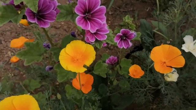 Моя мальва, лилии, и другие цветы смотреть онлайн