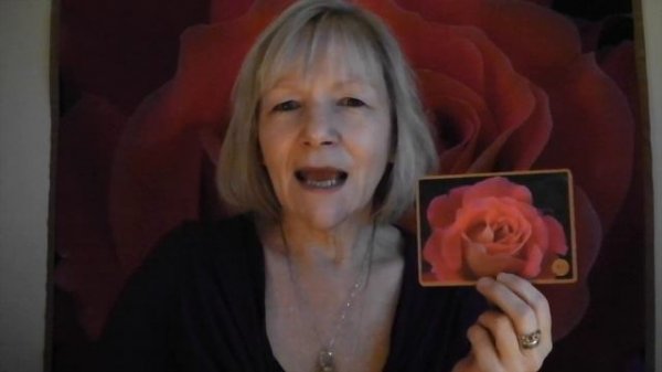 DAY 5 Rose Alchemy 31 day Rose Adventure