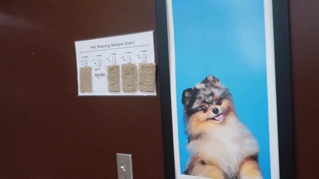 SHIH TZU DAILY ROUTINE - LIFE WITH A SHIH TZU!!! смотреть онлайн