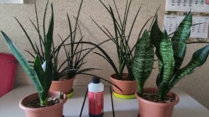 Тайна раскрыта! Показываю название своего удобрения для сансевиерий + цветонос.