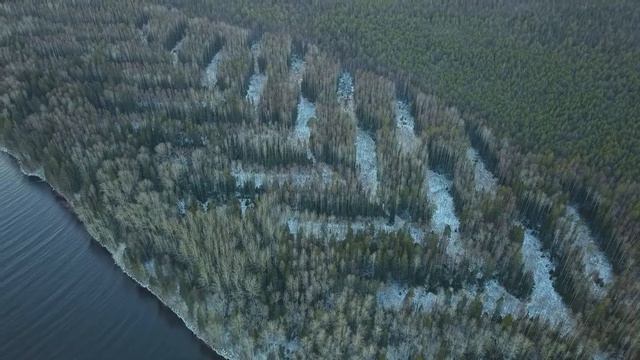 Вырубка в карельском лесу смотреть онлайн