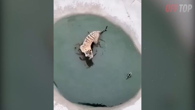 Не На Того НАРВАЛСЯ! Топ 30 Битв Животных, Снятых На Камеру смотреть онлайн