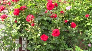 Плетистая роза в моем саду. Амадеус..