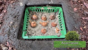 Посадка тюльпанов. Сажаем луковицы в корзинку.