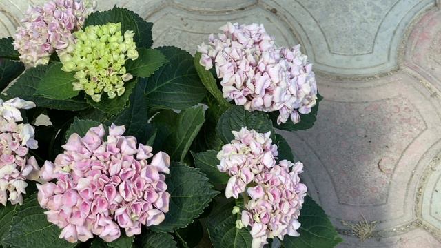 Гортензия Magical Evolution (Мэджикал Эволюшн)