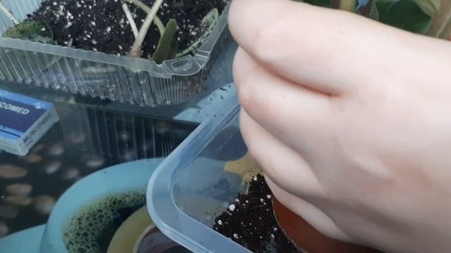 Фиалка. Рассаживание нескольких кустов из одного горшка. смотреть онлайн