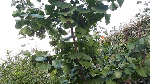 Ginkgo Biloba Tree - Grow & Care