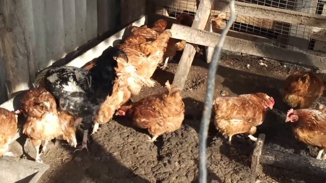 Как кушают мои куры смотреть онлайн