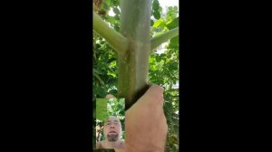 этапы роста павлонии за 1год