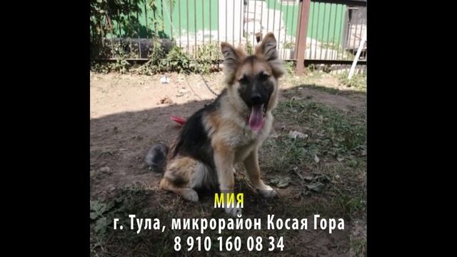 Пропала собака! МИЯ. г. Тула, Косая Гора смотреть онлайн