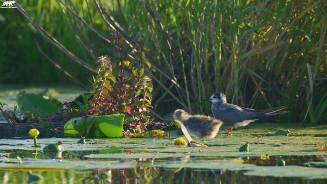 Baby Animals 4K - Amazing World Of Young Animals | Scenic Relaxation Film