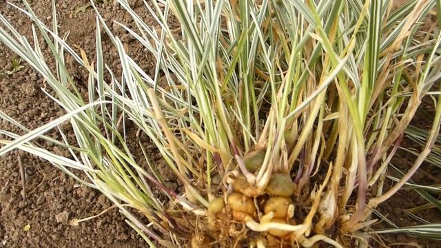 Растение для кошек и собак (Райграс бульбоносный). смотреть онлайн