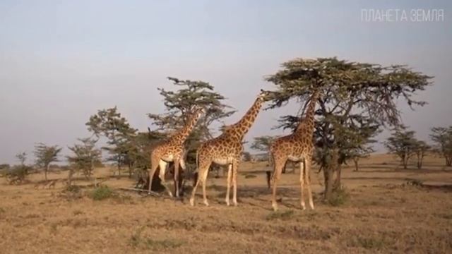 Жираф (На озере Чад) смотреть онлайн