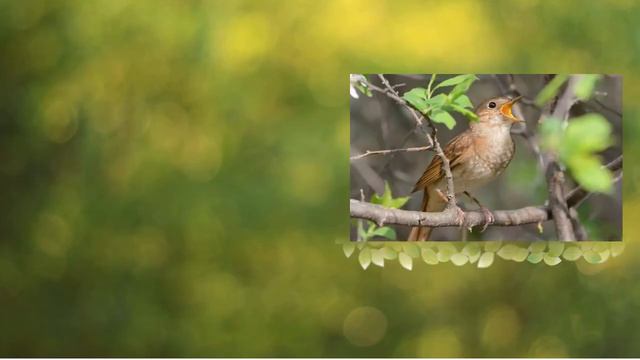 Литературно-орнитологическое путешествие в мир удивительной птицы соловья. смотреть онлайн