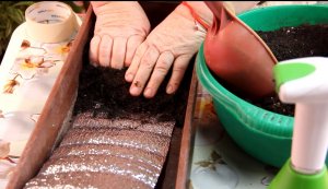 РЕВОЛЮЦИОННЫЙ СПОСОБ! Улитка для РАССАДЫ ПО-НОВОМУ!