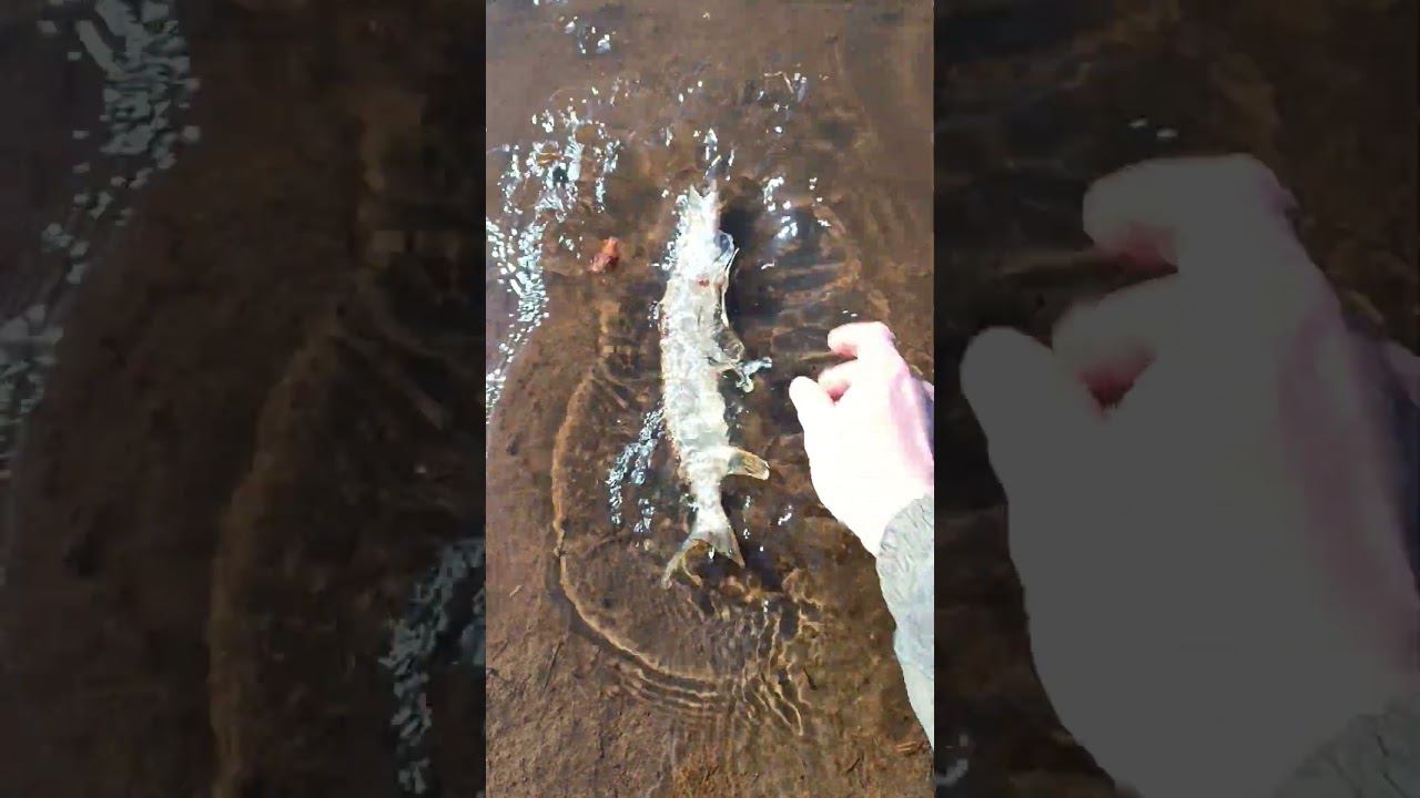 Рыбалка на щуку. Поймал отпусти.Платная рыбалка. #рыбалка #shortvideo #fishing #fishingvideo смотреть онлайн