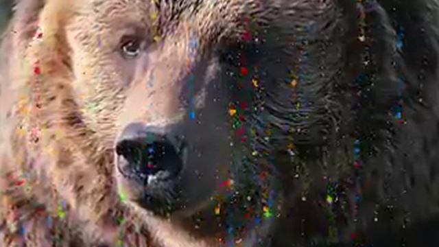 БОЛЬШАЯ МЕДВЕДИЦА - Влад НЕЖНЫЙ смотреть онлайн