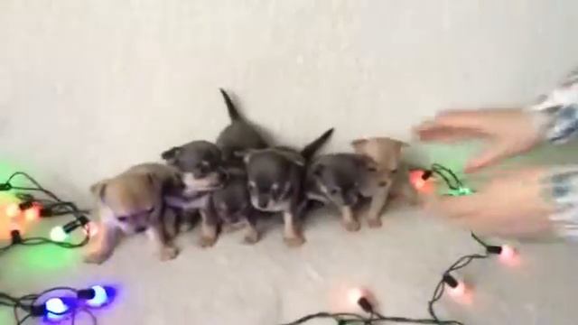Мини микро мелкий стандарт голубые чихуахуа продажа mini micro chihuahua sale РКФ +79806313832 смотреть онлайн