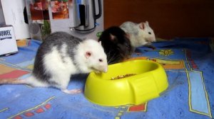 ПОДСЕЛЕНИЕ КРЫС || Как подружить крыс