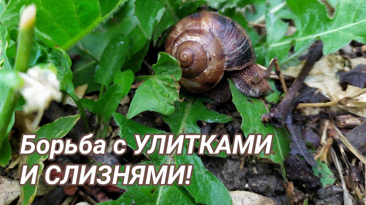 Борьба с УЛИТКАМИ и СЛИЗНЯМИ! смотреть онлайн
