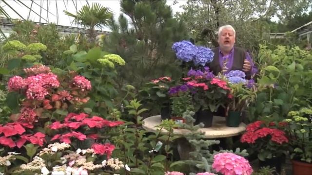 HORTENSIA : UNE FABULEUSE HISTOIRE D'AMOUR ET D'IMPOSTURE смотреть онлайн