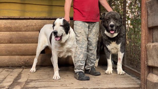 +79157787787.Барда и Мартин.БУЛЬДОЗЕРА линия.Среднеазиатская овчарка/алабай/азиат.РКФ/FCI документы смотреть онлайн