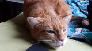 У кота приступ астмы.