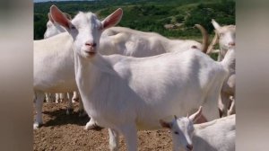 Зааненская порода коз. Все о молочной продуктивности.