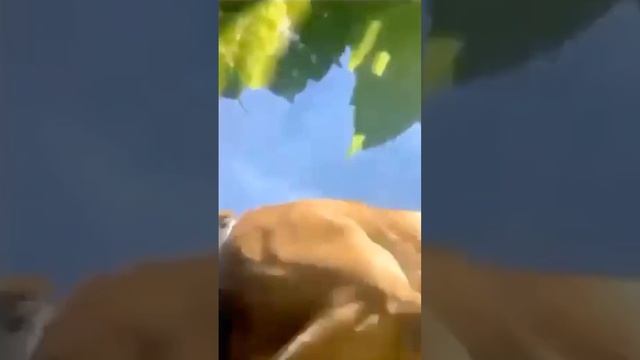 Коротко о проблемах тиктокеров смотреть онлайн