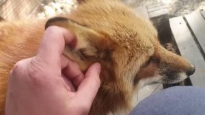 Ли Сяо / Alice the Fox Лиса Алиса (Умеет ли лиса давать лапу)