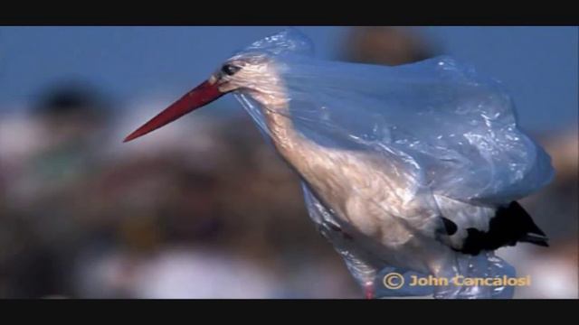 PLASTIC TRASH ISLAND DISASTER