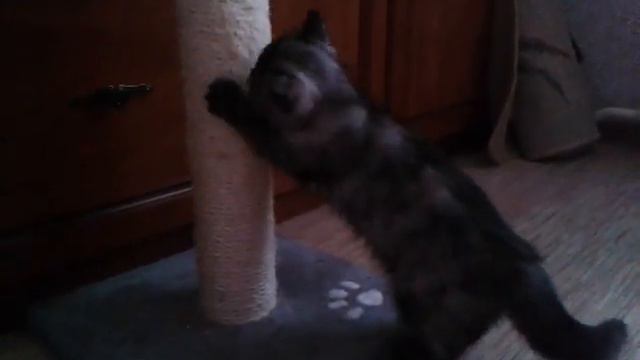 Экзот котенок подружился с когтеточкой смотреть онлайн