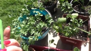 Ранункулюс. Подкормки во время бутонизации