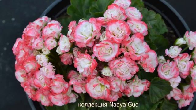 Цветение Пеларгоний ||  Flowering Pelargonium