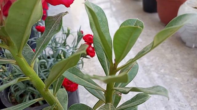 10 May 2023 first time bloom adenium flower#care tips#soil mixture#blooming #hindi смотреть онлайн
