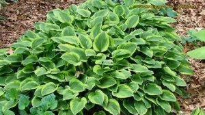 Хоста гибридная Голден Тиара. Краткий обзор, описание характеристик hosta hybrida Golden Tiara
