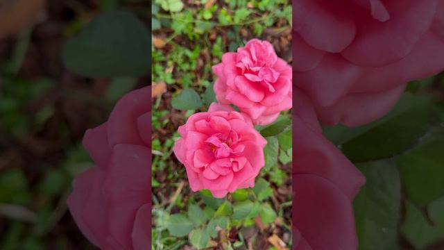 Розы в сентябре🌸#shorts смотреть онлайн