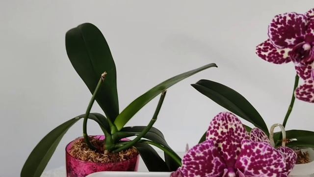 Два кота ?Орхидея Lioulin Wild Cat. Азиат и Голландец. В чём разница? ?