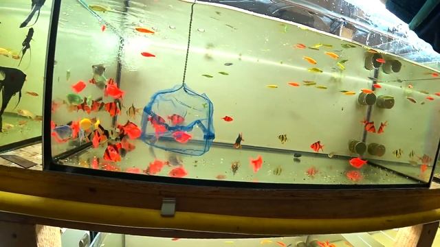 Нересты без аэрации. Забросил разных барбусов на нерест