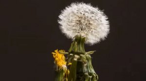 ОДУВАНЧИК | К.Костин | Детская песня