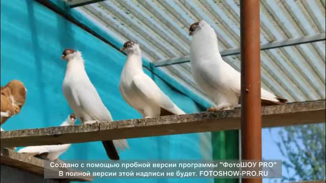 Декоративные голуби Беларусии смотреть онлайн