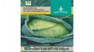 Капуста Слава — выращивание и уход