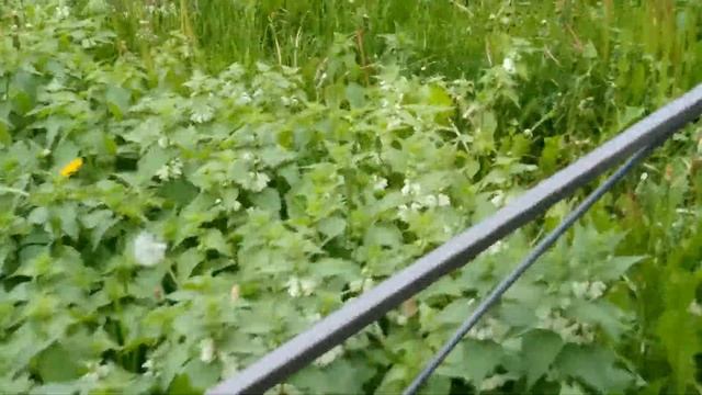 Серые полосатые коты 31.05.2021 смотреть онлайн